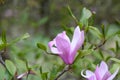 Little Girl group Magnolia Ann, reddish-purple cup-shaped inflorescence